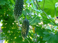 �S�[���̎Ռ��J�[�e��